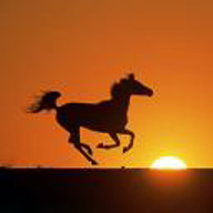stallion