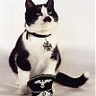 totenkopf
