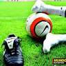 david11