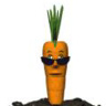marchew-k