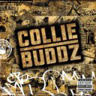 collie-buddz