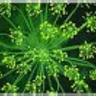 imported_koper_2