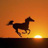 stallion
